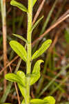 Coastal plain chaffhead